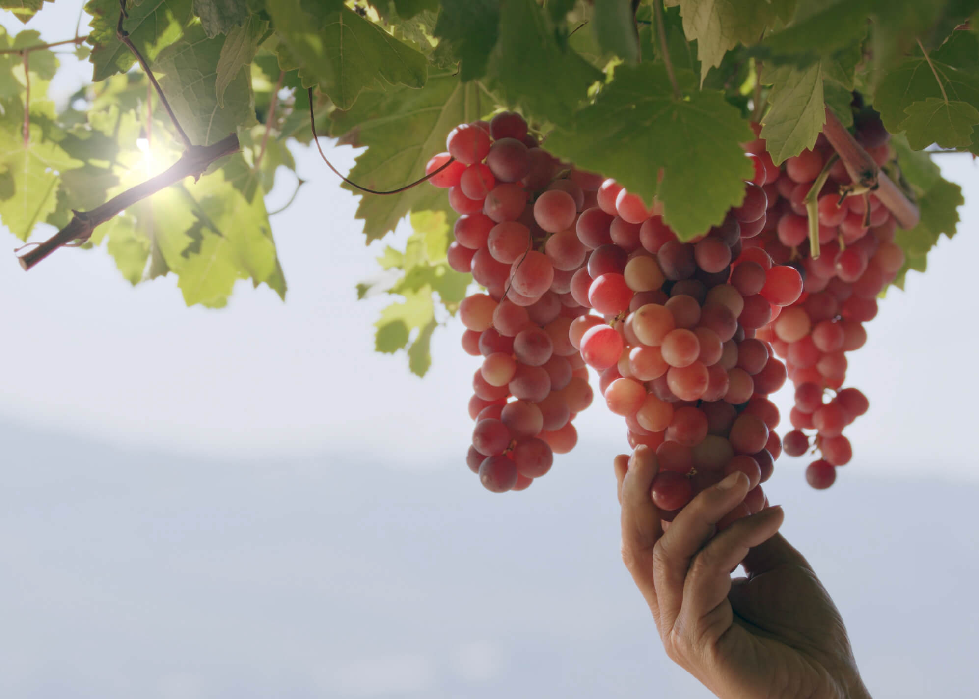 Unifrutti Istituzionale — Dotfilm Originals